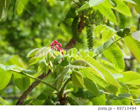 日を浴びている緑の雄花と赤い雌花をつけたオニグルミ 日を浴びている緑の雄花と赤い雌花をつけたオニグルミ 89713494