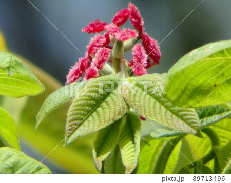 ピンクの雌花がきれいに映るオニグルミの花 ピンクの雌花がきれいに映るオニグルミの花 89713496