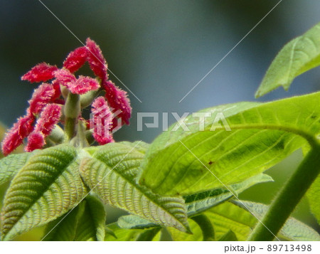 鮮やかな緑の葉に映えるオニグルミの赤い花 鮮やかな緑の葉に映えるオニグルミの赤い花 89713498