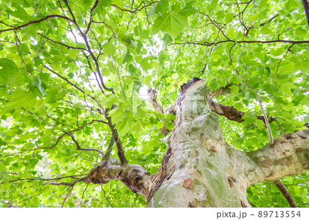 若葉のイメージ 89713554