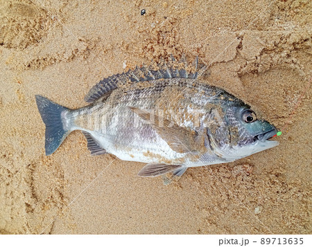 浜のクロダイ。釣れたところで砂だらけ 浜のクロダイ。釣れたところで砂だらけ 89713635