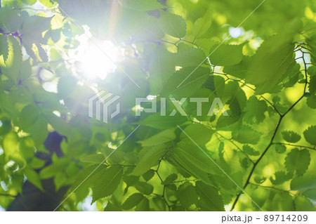 晴天の靱公園 新緑の季節(2022年5月) 晴天の靱公園 新緑の季節(2022年5月) 89714209