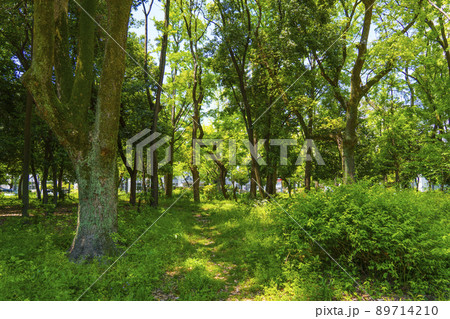 晴天の靱公園　新緑の季節（2022年5月） 89714210