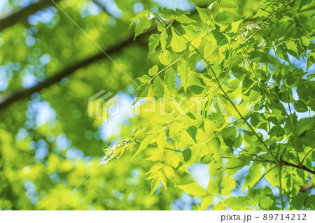晴天の靱公園 新緑の季節(2022年5月) 晴天の靱公園 新緑の季節(2022年5月) 89714212