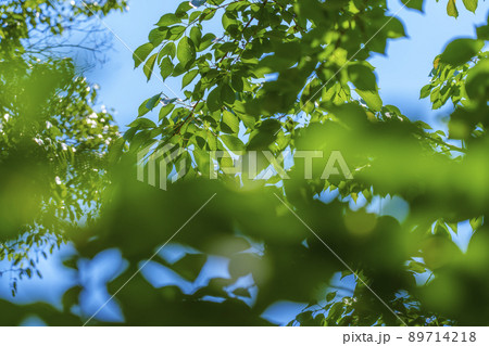 晴天の靱公園　新緑の季節（2022年5月） 89714218