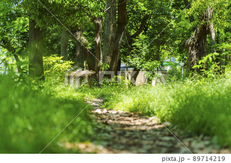 晴天の靱公園 新緑の季節(2022年5月) 晴天の靱公園 新緑の季節(2022年5月) 89714219