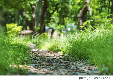 晴天の靱公園 新緑の季節(2022年5月) 晴天の靱公園 新緑の季節(2022年5月) 89714221