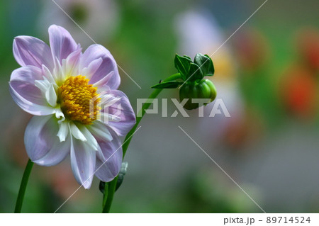 色鮮やかな大輪 89714524