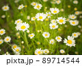 Crop view of the blooming bright daisies, camomilles field in spring. Selective focus. 89714544