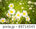 Crop view of the blooming bright daisies, camomilles field in spring. Selective focus. 89714545