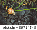 Cute Snail Is Walking On The Coals 89714548