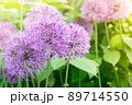 Wild onion Allium blooming purple flowering plant, flowers in bloom in ball shape. Selective focus 89714550