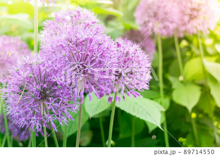 Wild onion Allium blooming purple flowering plant, flowers in bloom in ball shape. Selective focus 89714550