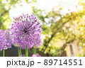 Wild onion Allium blooming purple flowering plant, flowers in bloom in ball shape. Selective focus 89714551