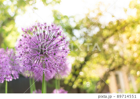 Wild onion Allium blooming purple flowering plant, flowers in bloom in ball shape. Selective focus 89714551