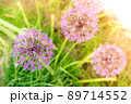 Wild onion Allium blooming purple flowering plant, flowers in bloom in ball shape. Selective focus 89714552