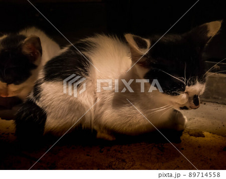 2匹の眠り猫 89714558