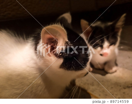 2匹の眠り猫 89714559