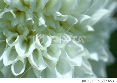 色鮮やかな大輪 89714853