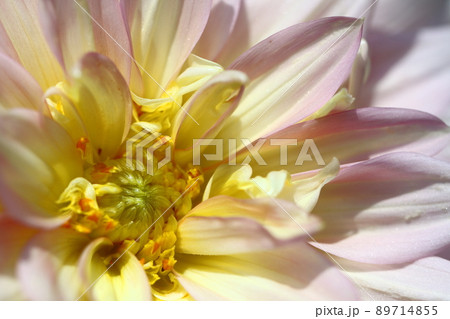 色鮮やかな大輪 89714855