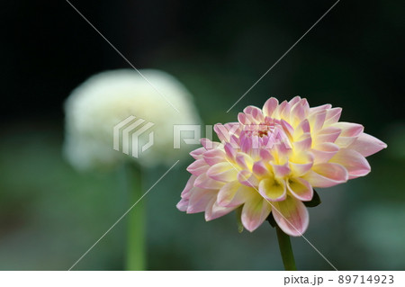 色鮮やかな大輪 89714923