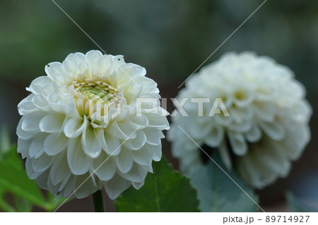 色鮮やかな大輪 89714927