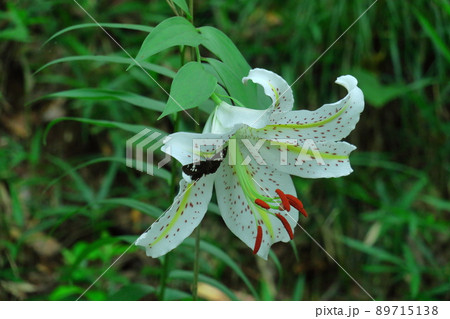 ユリの王様 89715138