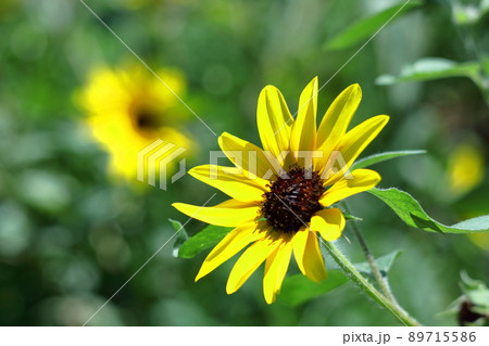 太陽の花 89715586
