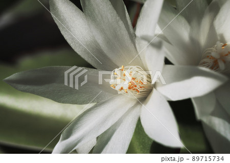 White cactus flowers macro, sunny day. Blossom floral background, selective focus White cactus flowers macro, sunny day. Blossom floral background, selective focus 89715734