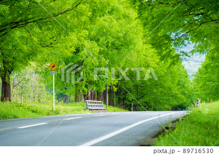 滋賀県高島市のメタセコイア並木を撮影したもの 89716530