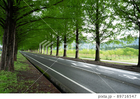 滋賀県高島市のメタセコイア並木を撮影したもの 89716547