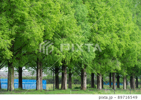 滋賀県高島市のメタセコイア並木を撮影したもの 89716549