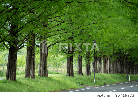 滋賀県高島市のメタセコイア並木を撮影したもの 89716573