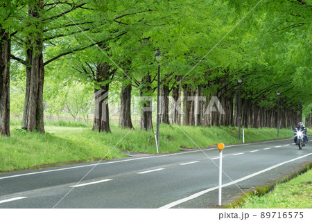 滋賀県高島市のメタセコイア並木を撮影したもの 89716575