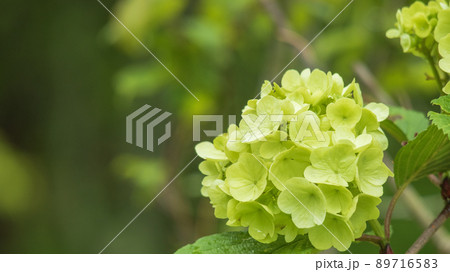 雨上がりに咲くオオデマリ 4 雨上がりに咲くオオデマリ 4 89716583