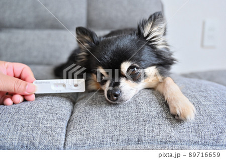 犬のフィラリア検査 検査キットとシニアチワワ 犬のフィラリア検査 検査キットとシニアチワワ 89716659