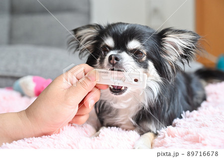 犬のフィラリア検査　検査が嫌で検査キットを噛むチワワ 89716678