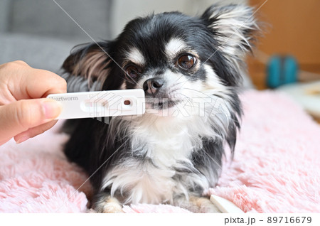 犬のフィラリア検査　検査キットとチワワ 89716679