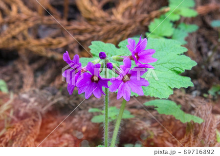 世界でここだけの花 群馬県みどり市のカッコソウの花を訪ねて 世界でここだけの花 群馬県みどり市のカッコソウの花を訪ねて 89716892
