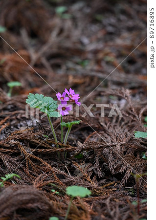 世界でここだけの花　群馬県みどり市のカッコソウの花を訪ねて 89716895