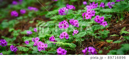世界でここだけの花　群馬県みどり市のカッコソウの花を訪ねて 89716896