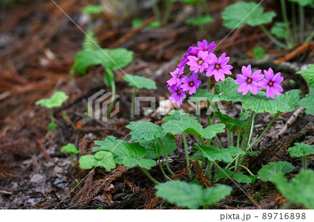 世界でここだけの花　群馬県みどり市のカッコソウの花を訪ねて 89716898