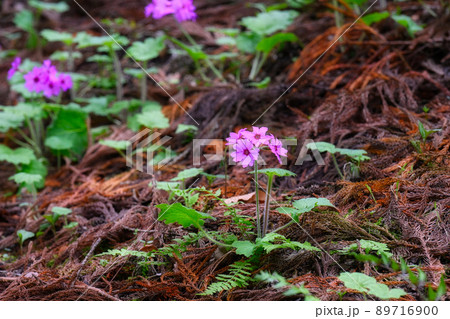 世界でここだけの花 群馬県みどり市のカッコソウの花を訪ねて 世界でここだけの花 群馬県みどり市のカッコソウの花を訪ねて 89716900