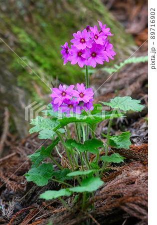 世界でここだけの花 群馬県みどり市のカッコソウの花を訪ねて 世界でここだけの花 群馬県みどり市のカッコソウの花を訪ねて 89716902