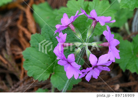 世界でここだけの花　群馬県みどり市のカッコソウの花を訪ねて 89716909