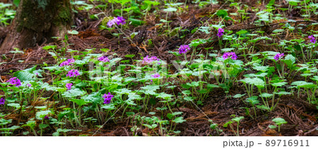 世界でここだけの花　群馬県みどり市のカッコソウの花を訪ねて 89716911