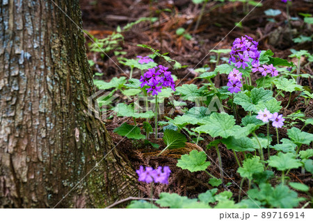 世界でここだけの花　群馬県みどり市のカッコソウの花を訪ねて 89716914