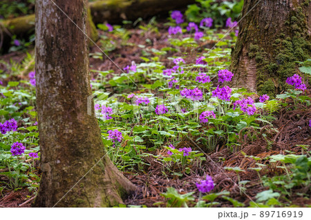 世界でここだけの花 群馬県みどり市のカッコソウの花を訪ねて 世界でここだけの花 群馬県みどり市のカッコソウの花を訪ねて 89716919