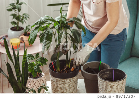 Plant transplant, woman care houseplant and transplanting plant into a pot 89717207
