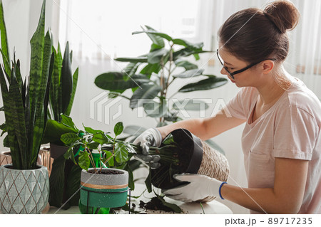 Plant transplant, woman care houseplant and transplanting plant into a pot 89717235